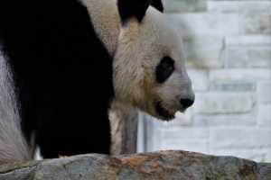 PANDA-2.22-02